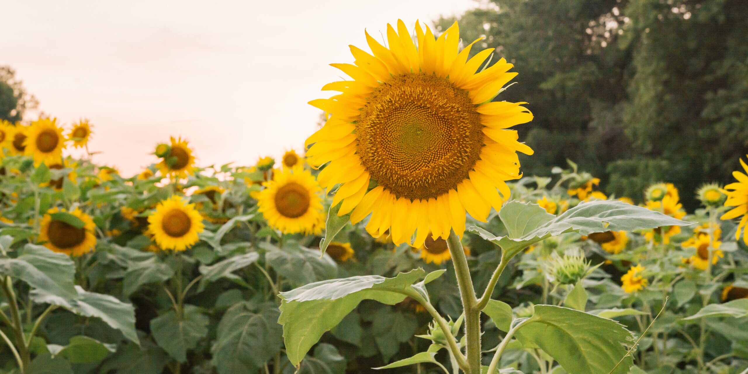 SUN FLOWER gayatri-malhotra-qr3YI1jVMls-unsplash